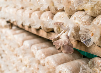 Mushrooms growing in farm, organic mushroom is an agriculture plant