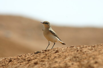 Wheatear