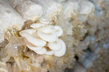 Mushrooms growing in farm, organic mushroom is an agriculture plant