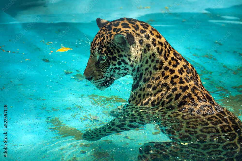 Poster ๋jaguar swimming.