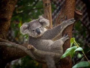 Gordijnen Baby koala bear.  © apple2499