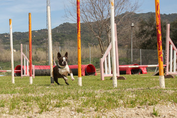 Perro haciendo el slalom