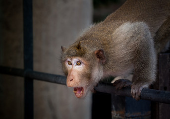 Monkeys cute.