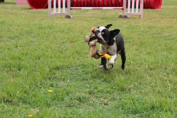 Perro corriendo y jugando en el césped