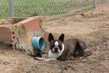 Perro tumbado en un charco descansando