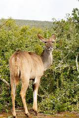 Kudu standing and looking at you
