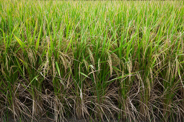 Rice field.