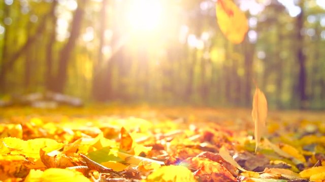 Autumn scene. Falling colorful leaves in autumnal park. Fall. Slow Motion. 3840X2160 4K UHD video footage
