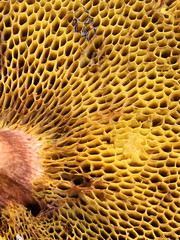 Closeup on the spongy pores on a polypore Suillus fungus
