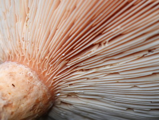 Closeup on gills underneath the cap of a hymenophore mushroom