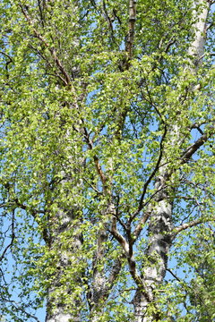 Looking up on the canopy of an intensely green birch in spring