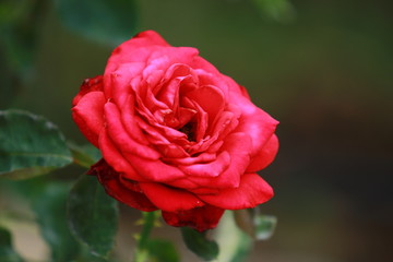 red rose in garden