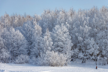 The edge of the winter forest. The branches of the trees are beautifully covered with snow frost.