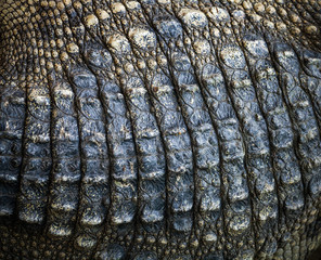 Crocodile skin texture.