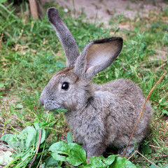 Rabbit on the street