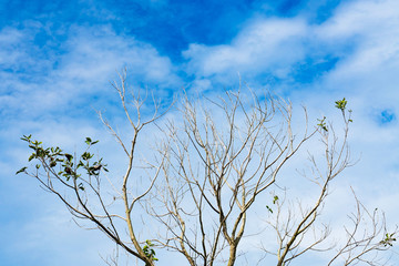 Obraz premium Dead and dry big tree blue sky background .