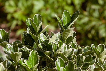 Obraz premium Green leaves of an exotic plant in botanical garden