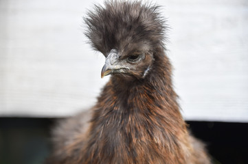 Seidenhuhn
