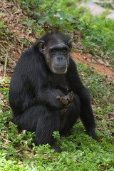 Common Chimpanzee sitting.