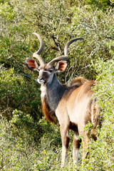 Greater Kudu - Tragelaphus strepsiceros