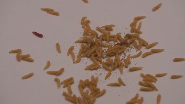 Group Of Maggots Acheta Domesticus Insect Larvae,Bait for Fishing Rod. Anglers use maggots usually provided by commercial suppliers to catch non-predatory fish.