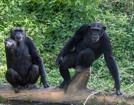 Common Chimpanzee sitting.
