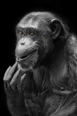Chimpanzee face.