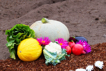 Verschiedene Gemüse und Früchte im Garten