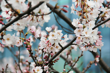 Japanese Cherry Blossom in a Blue Background in Sakura Park, Vilnius Lithuania