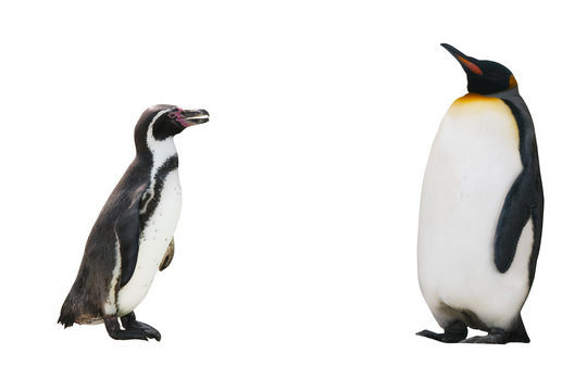 two penguin on white background isolated