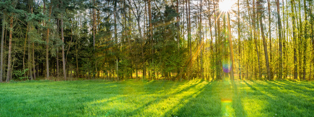 Wald Bäume Panorama mit Sonnenstrahlen