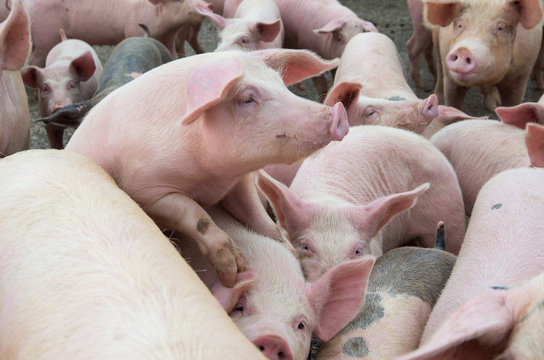 The farm pigs. Livestock breeding.