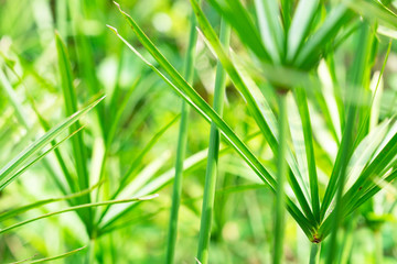 Closeup Green leaf nature for background . green tree leaves. 
