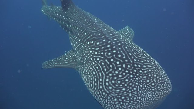 The whale shark (Rhincodon typus) close up shot form above