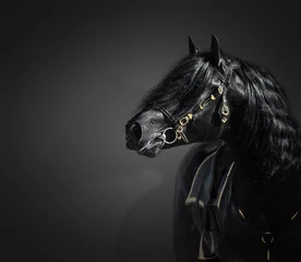 Gardinen Portrait of black Pura Spanish stallion in authentic bridle on dark background. © Kseniya Abramova