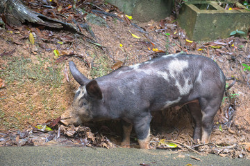 Escaped domestic pig in mud near Kuranda on the Atherton Tablleland in Queensland, Australia