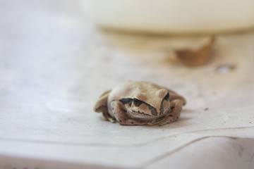 Small Northern Stoney Creek Frog on a white plastic chair near Kuranda on the Atherton Tablelands in Queensland, Australia