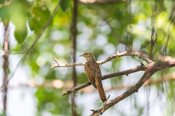 Bird (Plaintive Cuckoo) in a nature wild