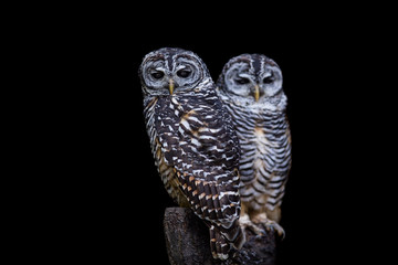 zwei kleine eulen sitzen auf baumstumpf und blicken in kamera vor schwarzem hintergrund