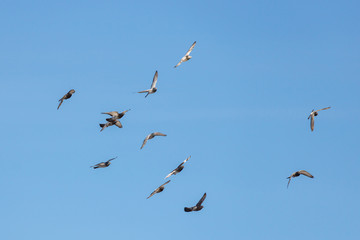 Flock of flying wild pigeons on a blue sky background