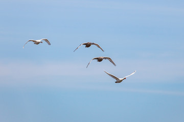 Fototapeta na wymiar White swans fly on a blue sky background