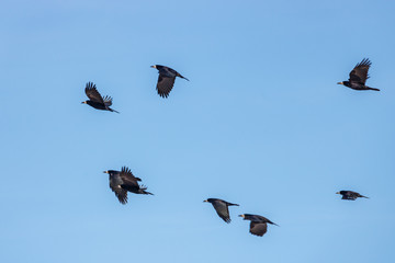 Black crows flying against the blue sky at sunny day