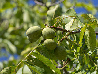 Juglans regia. Fruits immatures du noyer commun