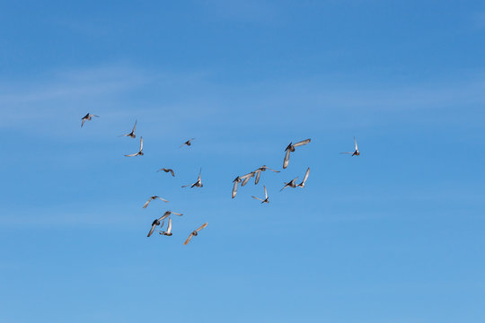Flock of flying pigeons against the blue sky