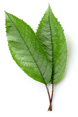 Green Cherry leaf isolated