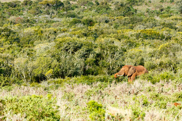 Elephant standing and eating between all the bushes