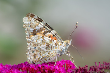 Macro of a painted lady butterfly on a flower