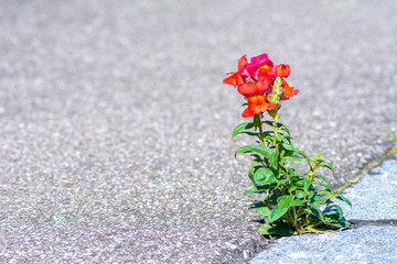 Red dragon flower growing at the asphalt of a sidewalk