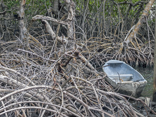Mangrove swamp trees