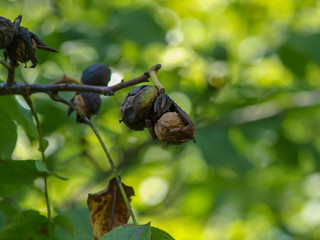Juglans regia. Fruits du noyer commun à maturation